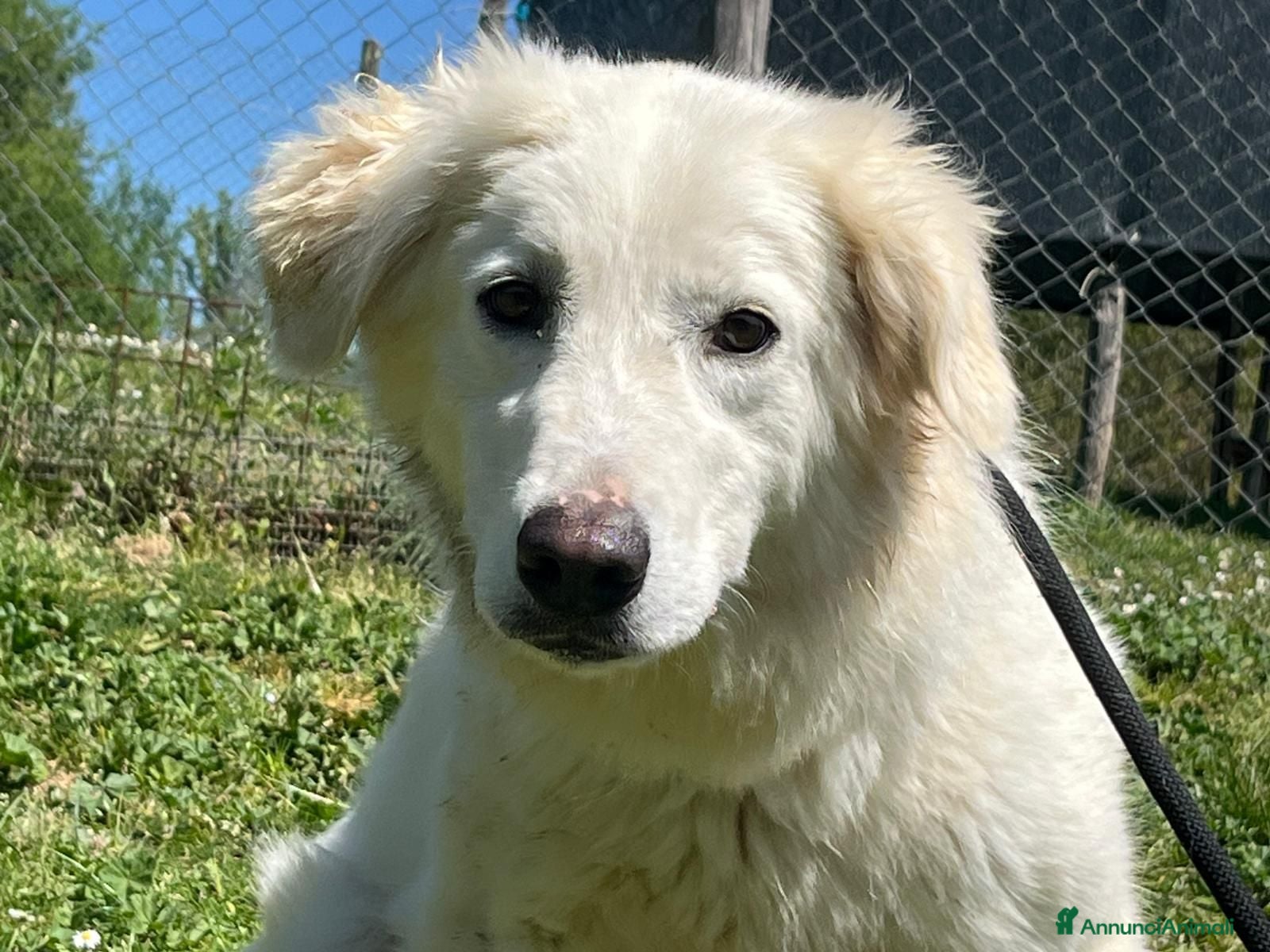 Meticcio cani MARY ABBANDONATA COME SPAZZATURA CERCA CASA - Annuncio 13