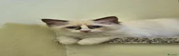 Ragdoll gatti in vendita: Cuccioli di Ragdoll, 3 Mesi, Genitori con Pedigree - Annuncio 5