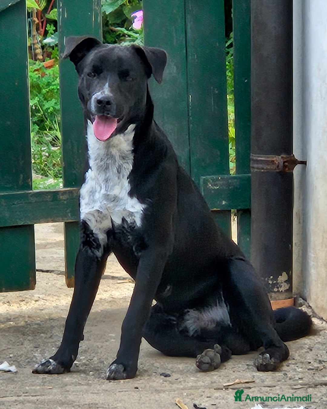 Meticcio cani in regalo: MICKY MIX LABRADORINO - Annuncio 5