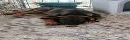 Meticcio cani in regalo: Fiorella, cucciola in canile - Annuncio 10