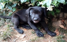 Labrador cani in vendita: Labrador  a Città metropolitana di Roma Capitale - Immagine 21