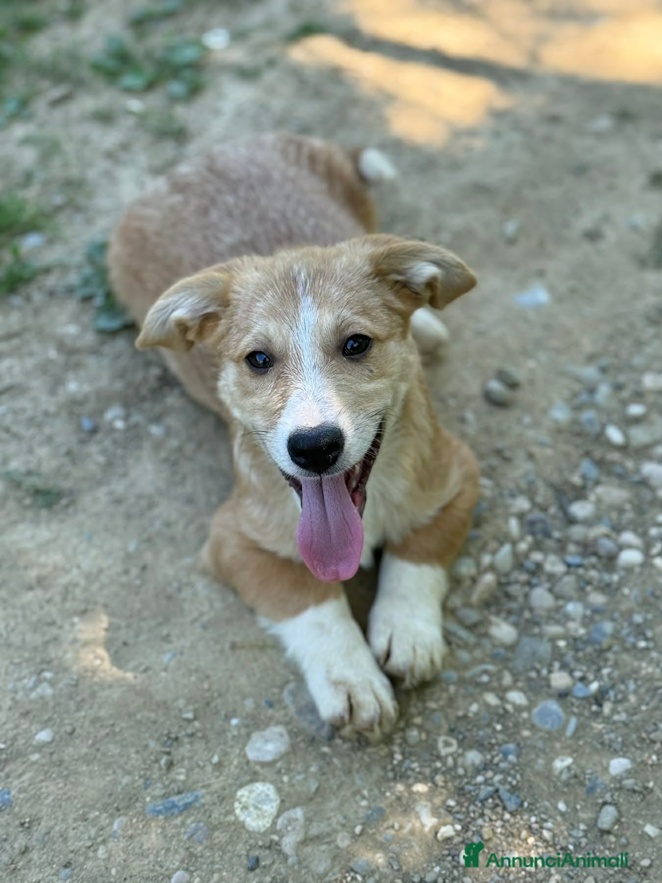 Meticcio cani in regalo: VITO, tenerissimo cucciolo TG MEDIO PICCOLA! - Annuncio 5