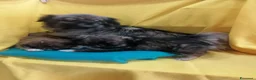 Tibetan Spaniel cani in vendita: Tibetan Spaniel cuccioli - Annuncio 10