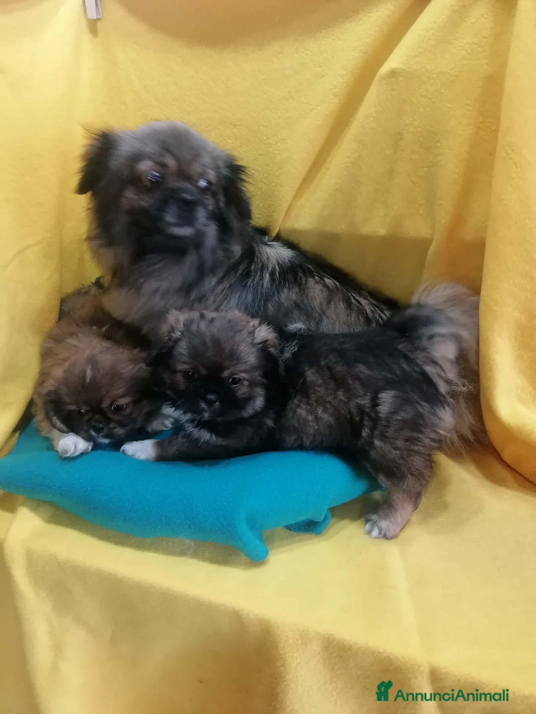 Tibetan Spaniel cani in vendita: Tibetan Spaniel cuccioli - Annuncio 10