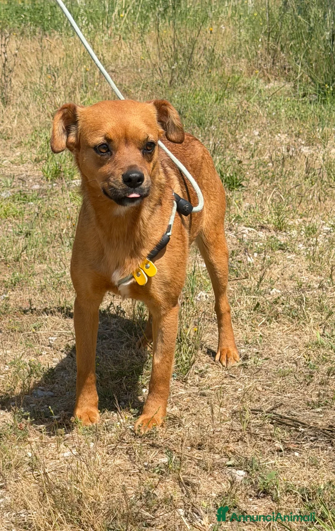 Meticcio cani in regalo: Maya  a Provincia di Verona - Annuncio 2