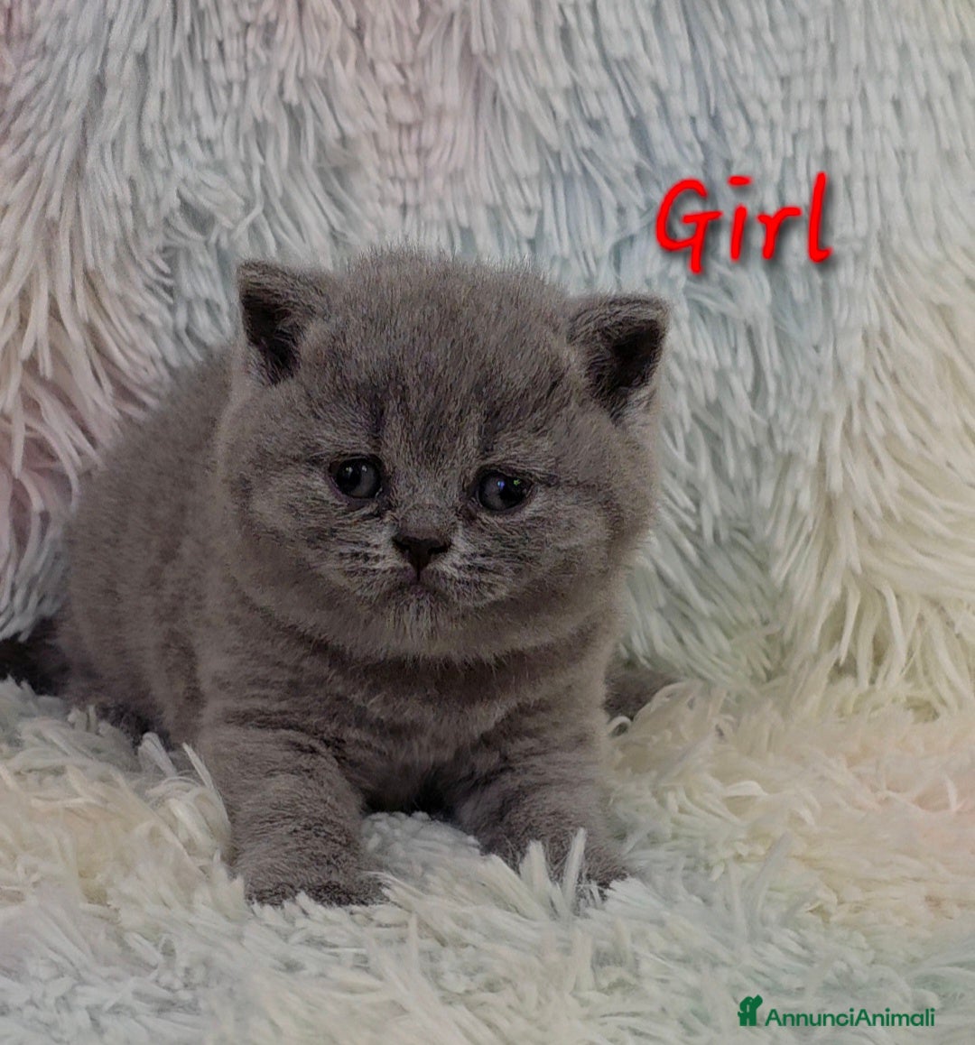 British gatti in vendita: Cucciole British shorthair  - Annuncio 14