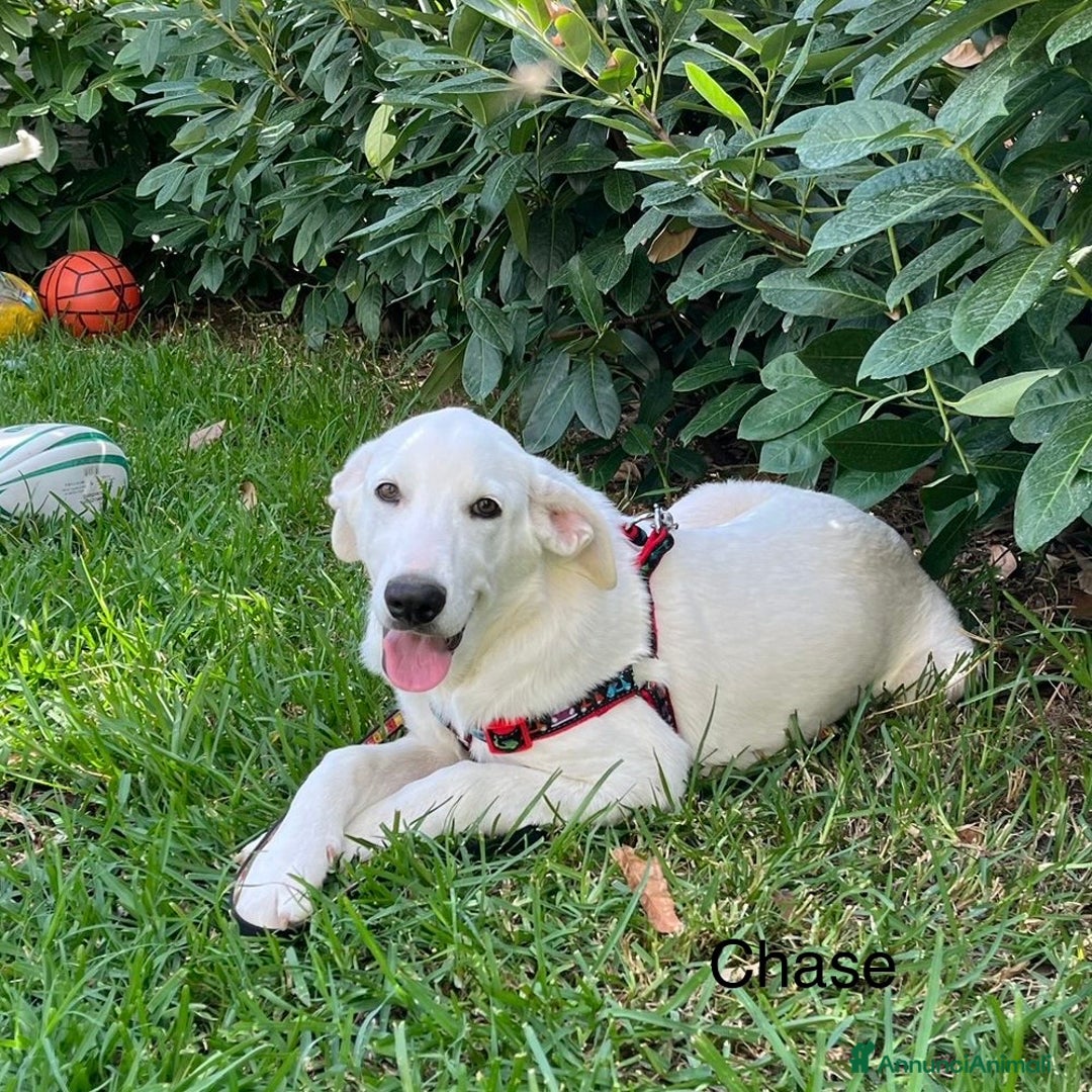 Meticcio cani in regalo: Chase e Rocky meritano di avere una famiglia  - Annuncio 6