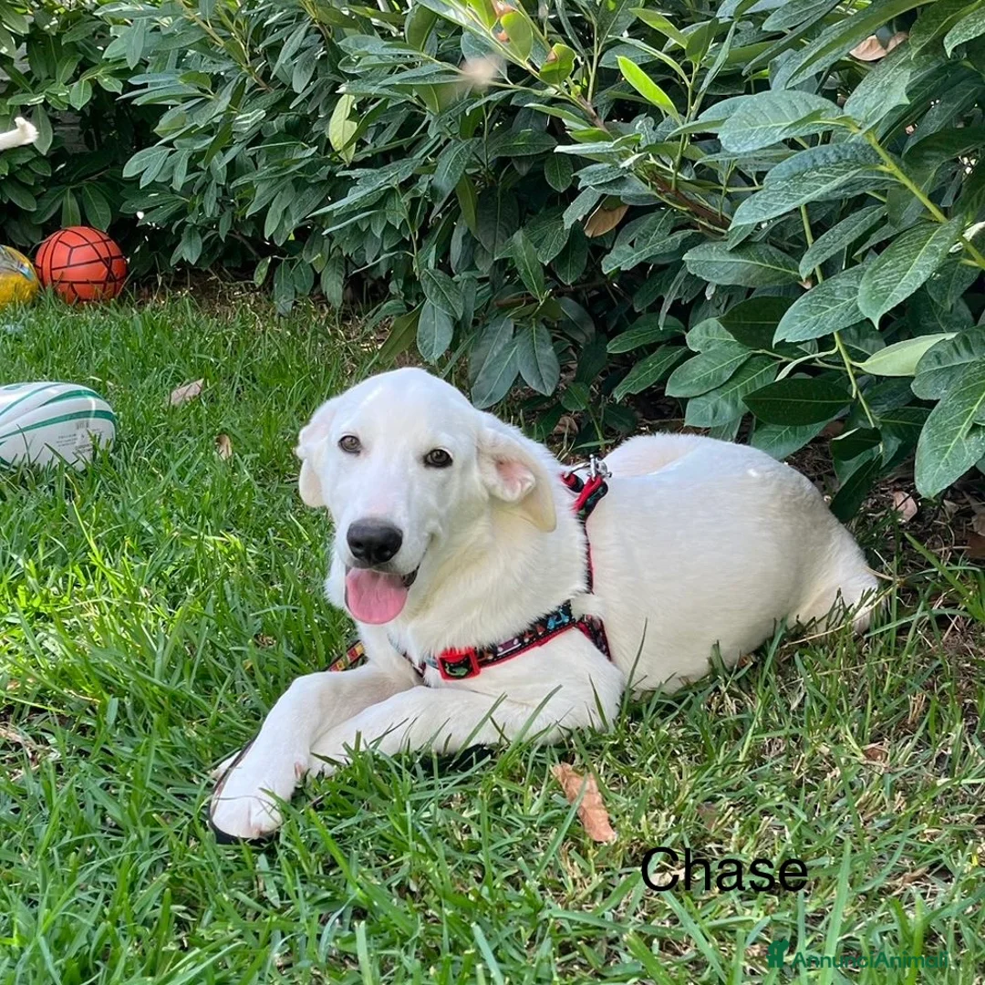 Meticcio cani in regalo: Chase e Rocky meritano di avere una famiglia  - Annuncio 6