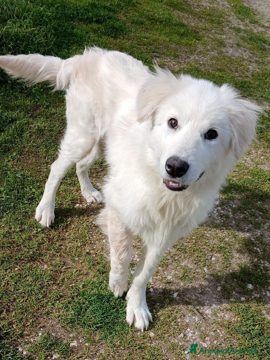 Altre razze cani Peter, cucciolone buonissimo anche con i gatti  a Città metropolitana di Roma Capitale - Annuncio 36