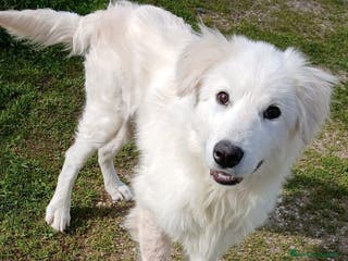 Altre razze cani Peter, cucciolone buonissimo anche con i gatti a Città metropolitana di Roma Capitale - Annuncio 34