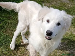 Altre razze cani Peter, cucciolone buonissimo anche con i gatti a Città metropolitana di Roma Capitale - Annuncio 14