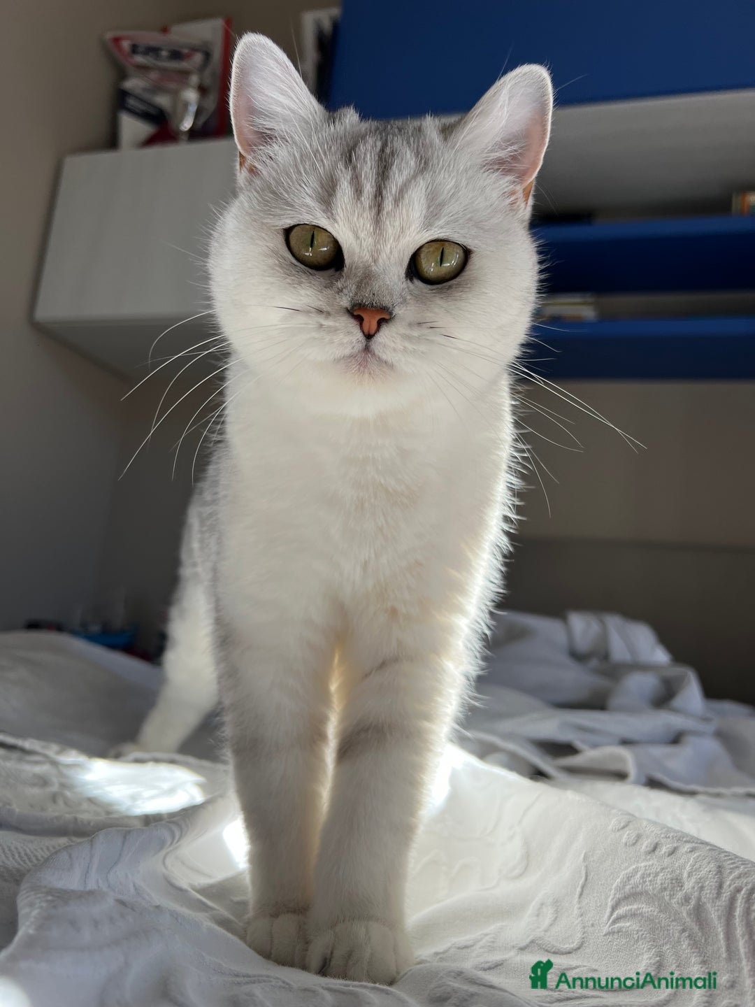 Scottish gatti per accoppiamento: Cerca scottish straight maschio per accoppiamento - Annuncio 2