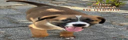 Meticcio cani in regalo: CUCCIOLI ESCLUSI E SOLI!!! a Città Metropolitana di Genova - Annuncio 11