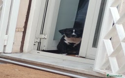 American Staffordshire cani in vendita: VENDESI CUCCIOLI DI AMSTAFF  a Città metropolitana di Roma Capitale - Immagine 6