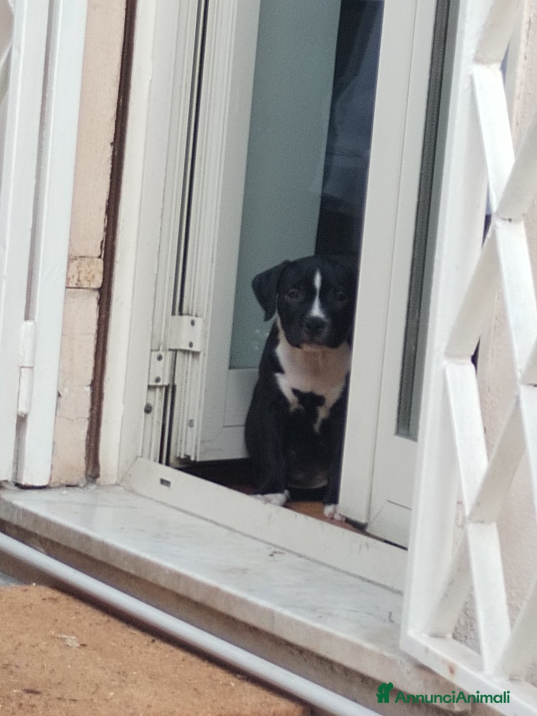 American Staffordshire cani in vendita: VENDESI CUCCIOLI DI AMSTAFF  a Città metropolitana di Roma Capitale - Immagine 6