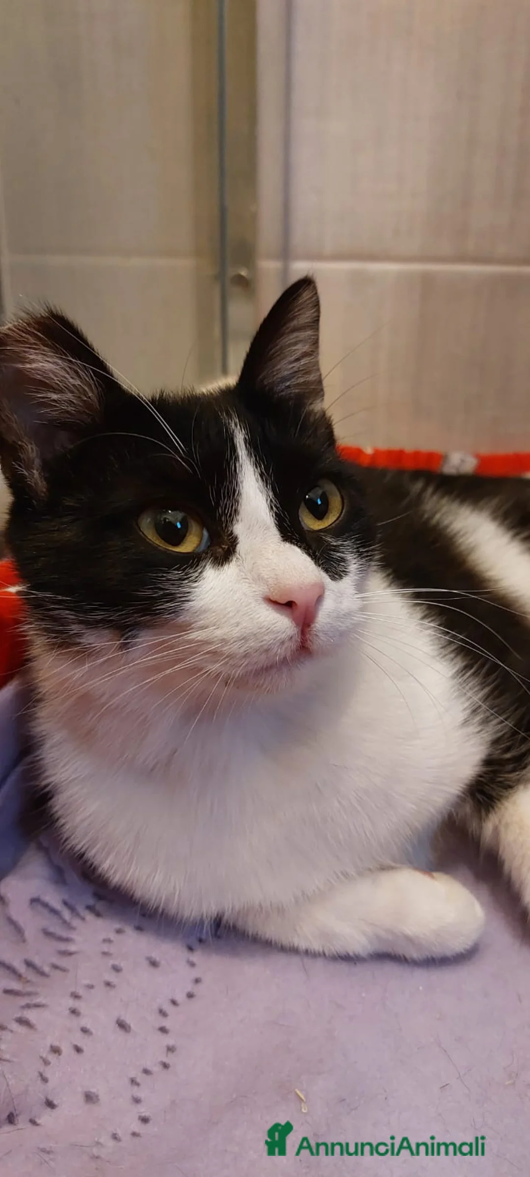 Europeo gatti in regalo: Sara micia 10mesi han cercato di farla fuori!ROMA a Città metropolitana di Milano - Annuncio 3