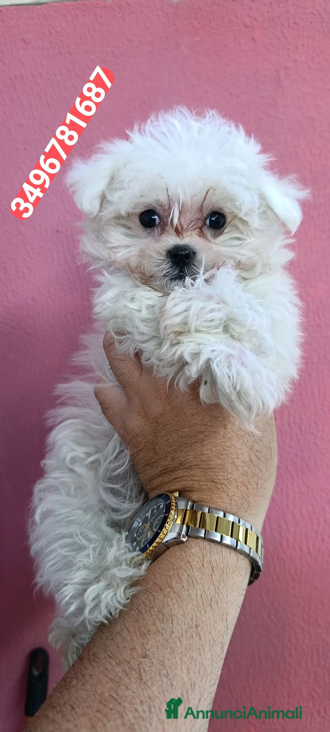 Maltese cani in vendita: MALTESE ultimo meraviglioso batuffolino - Annuncio 1