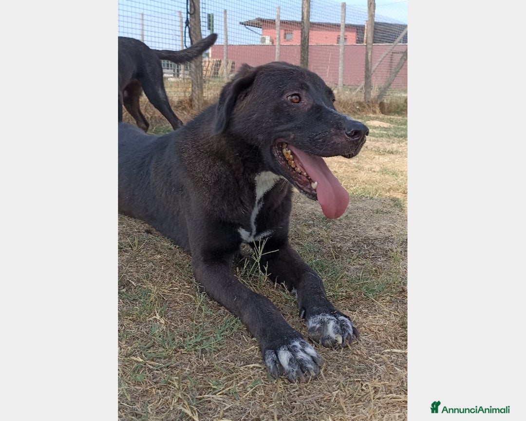 Meticcio cani in regalo: Reza, giovane cagnolone affettuoso e buono chiuso  a Latina - Annuncio 3