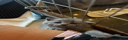 British gatti in vendita: Gattino British Shorthair - Annuncio 3