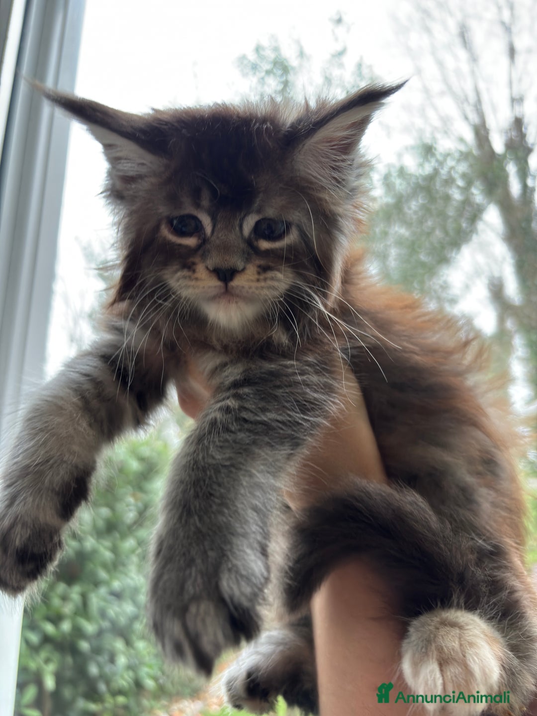 Maine Coon gatti in vendita: Maine Coon - Annuncio 3