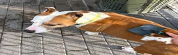 Meticcio cani in regalo: MAYA AMSTAFF - Annuncio 8