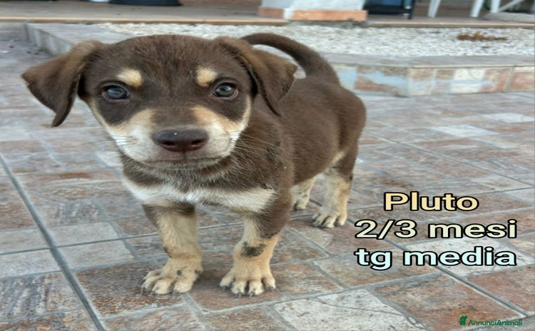Meticcio cani a Provincia di Arezzo - Annuncio 11