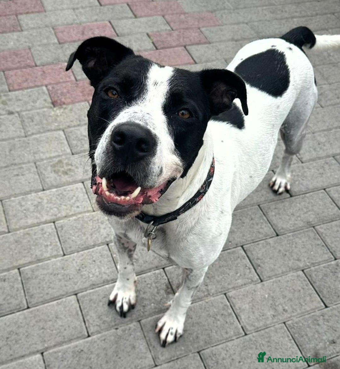 Meticcio cani in regalo: BLACK GENTILCANE - Annuncio 4