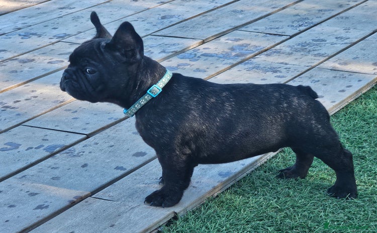 Bulldog Francese cani a Provincia di Ancona - Annuncio 4