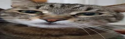 Meticcio gatti in regalo: Gatto Tigrato - Annuncio 2