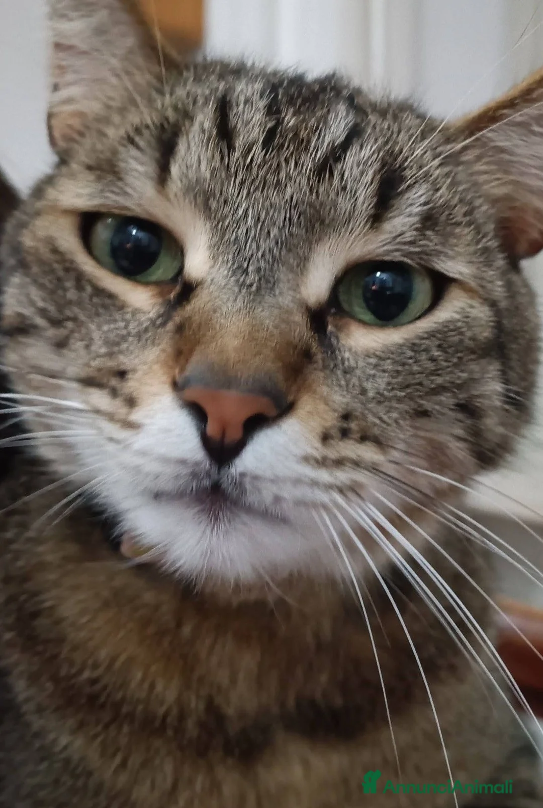 Meticcio gatti in regalo: Gatto Tigrato - Annuncio 2