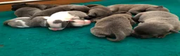 Staffordshire cani in vendita: Staffordshire bull terrier blu - Annuncio 4
