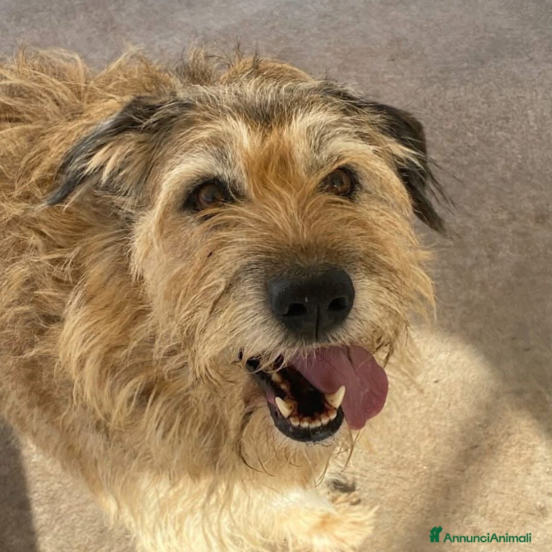 Spinone cani in regalo: REX spinone dolce e coccolone 7 anni cerca casa a Provincia di Latina - Annuncio 6