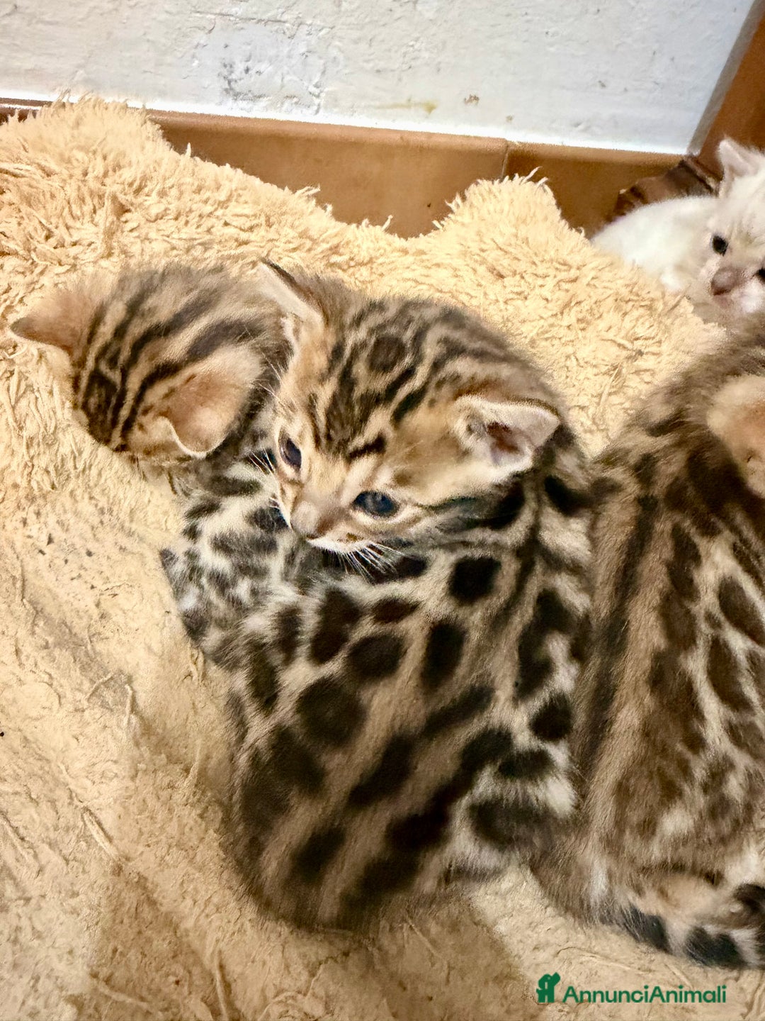 Bengala gatti in vendita: gatto bengala  - Annuncio 3