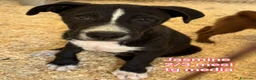 Meticcio cani in regalo: TROPPI CUCCIOLI SOLI IN RIFUGIO  a Provincia di Verona - Annuncio 4