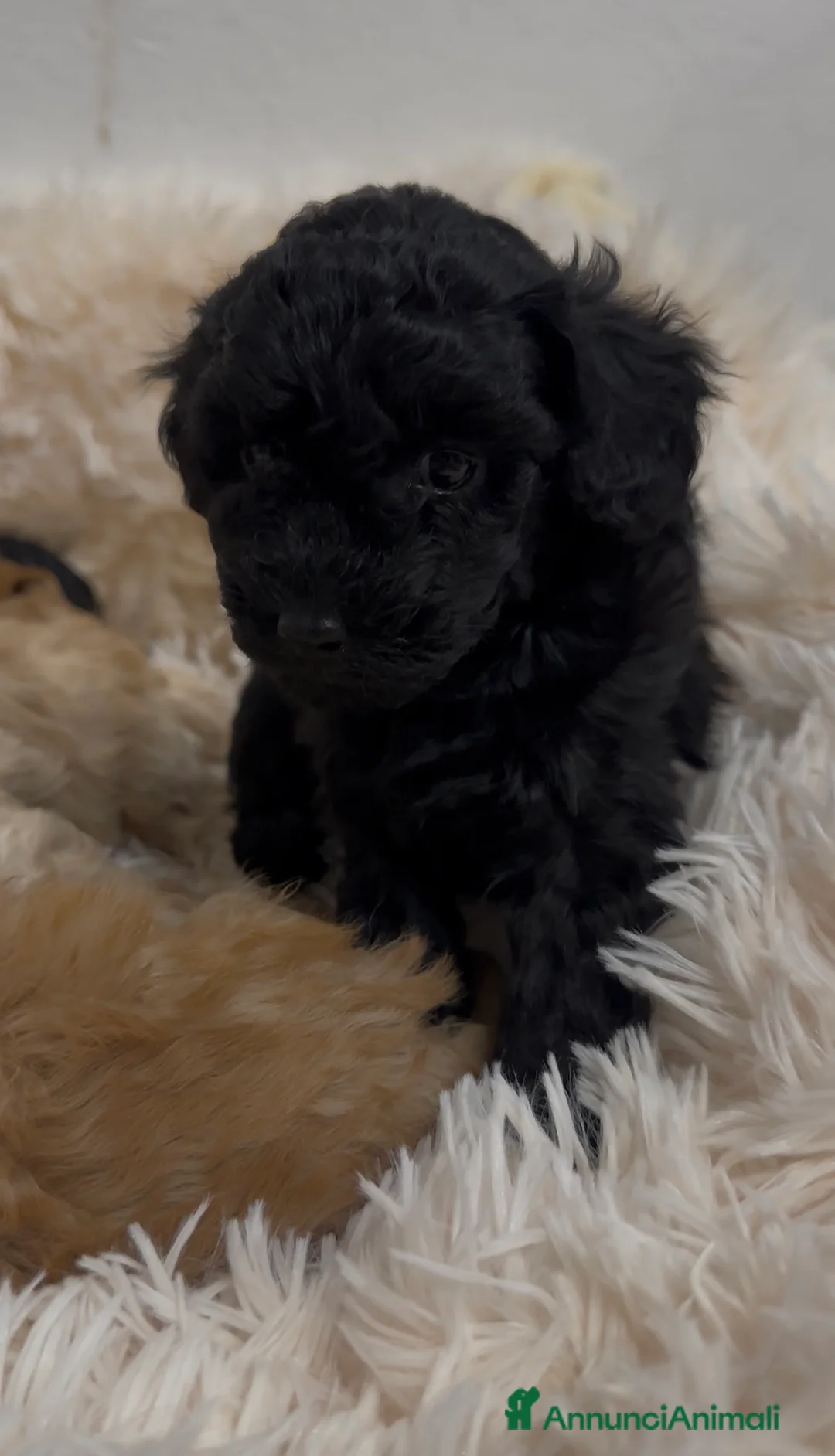 Barboncino cani in vendita: Barboncino nano❤️ - Annuncio 4