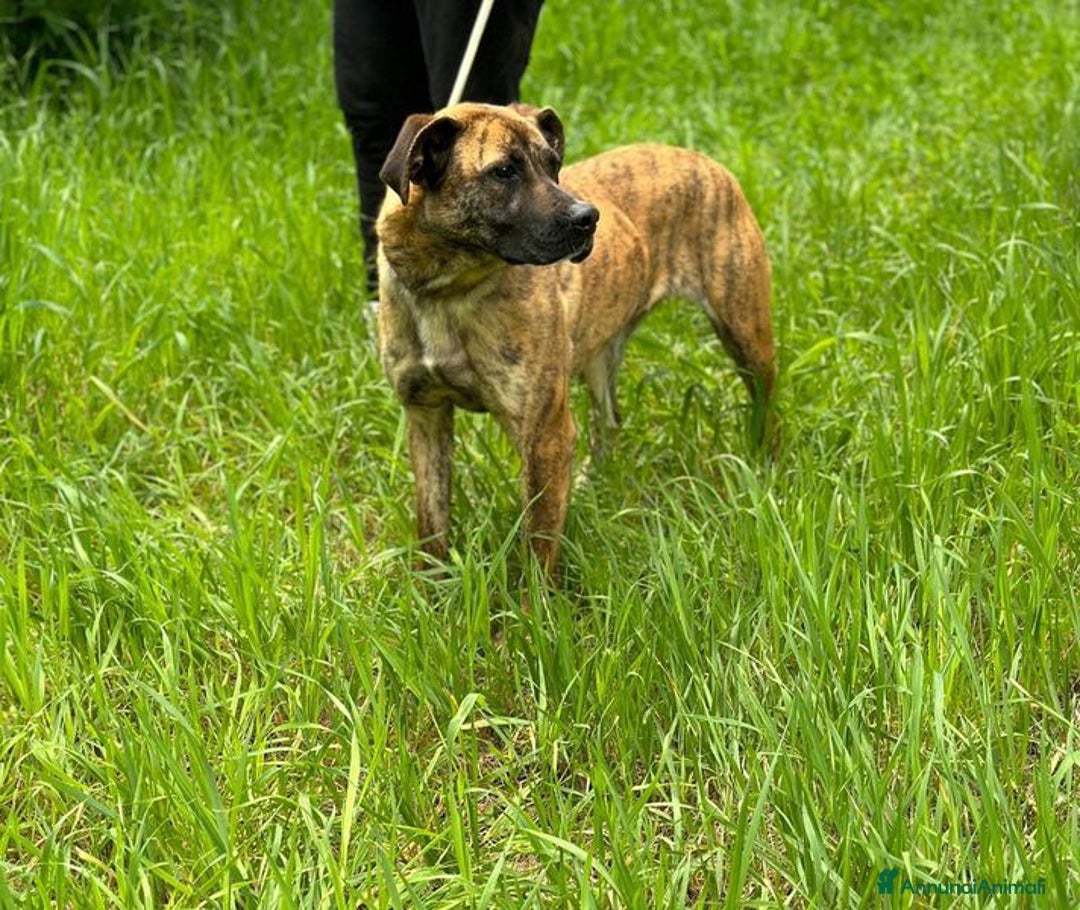 Boxer cani in regalo: RUNA, MERAVIGLIOSA MIX BOXER - Annuncio 3