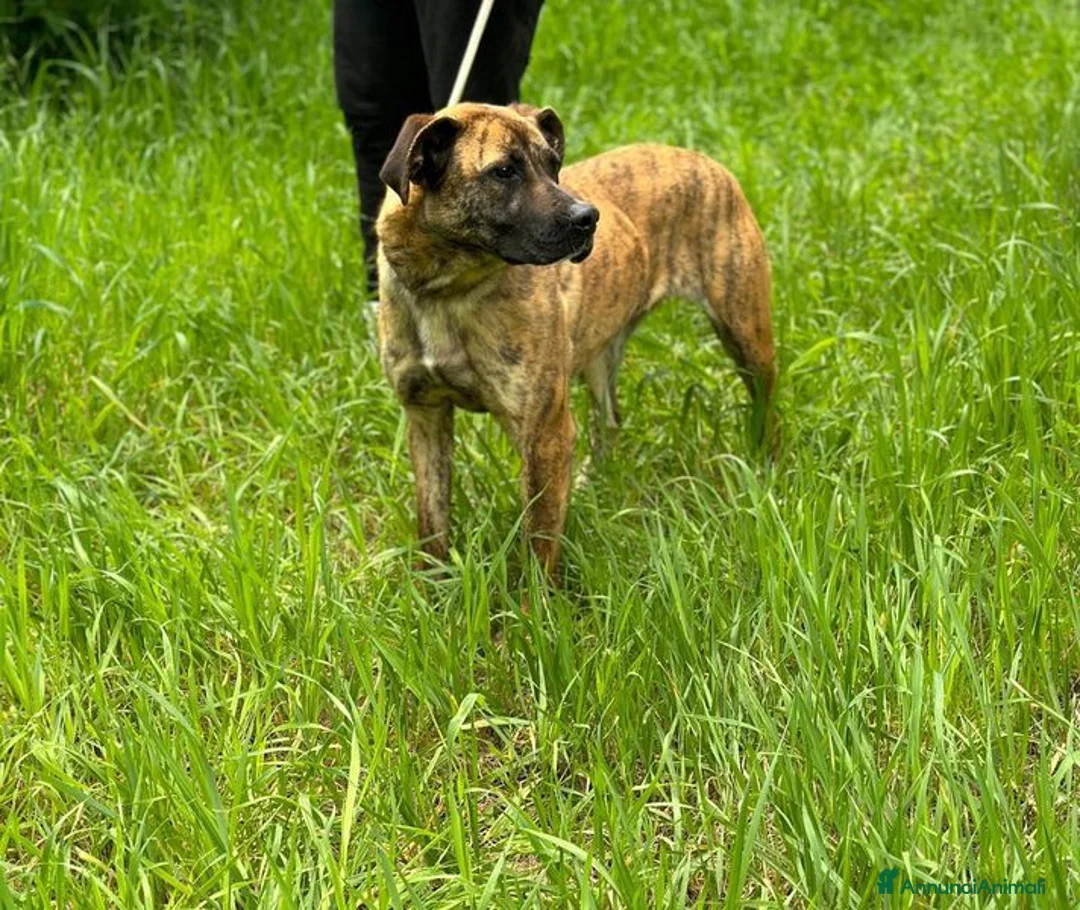 Boxer cani in regalo: RUNA, MERAVIGLIOSA MIX BOXER - Annuncio 3