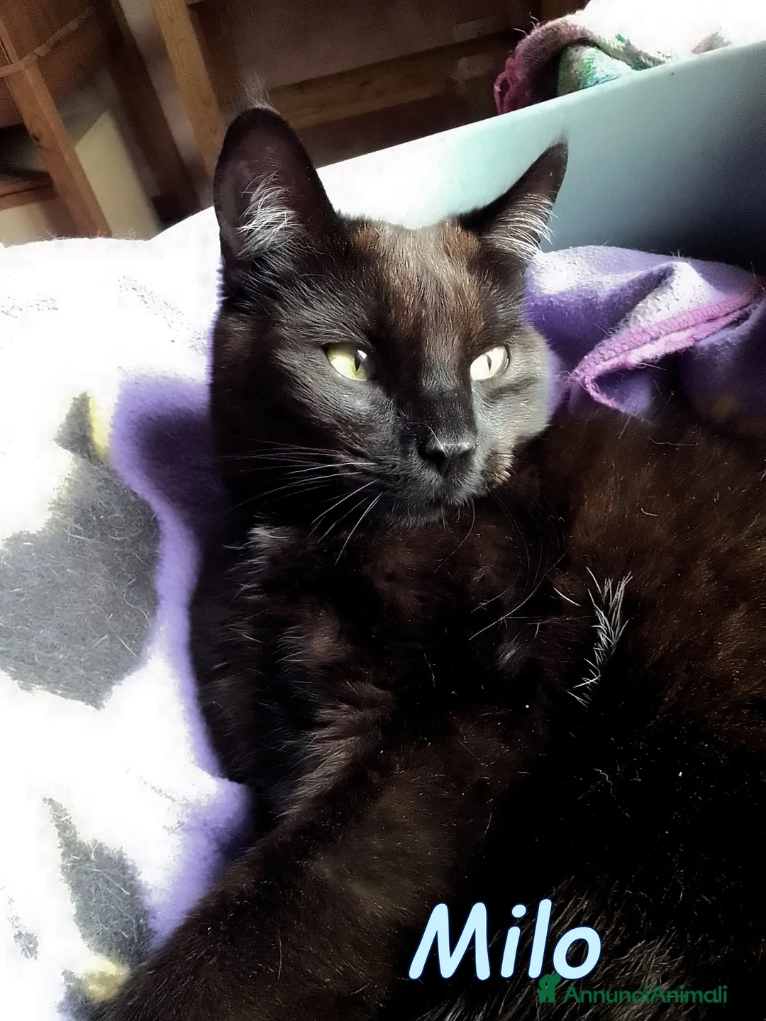 Europeo gatti in regalo: MILO GATTINO SUPERCOCCOLO - Annuncio 2