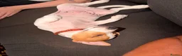 Jack Russell cani in vendita: Jack Russel di razza a Provincia di Vicenza - Annuncio 3