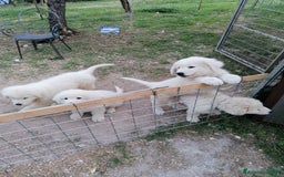 Pastore Maremmano cani in vendita: cuccioli maremmano abruzzese puri - Immagine 4