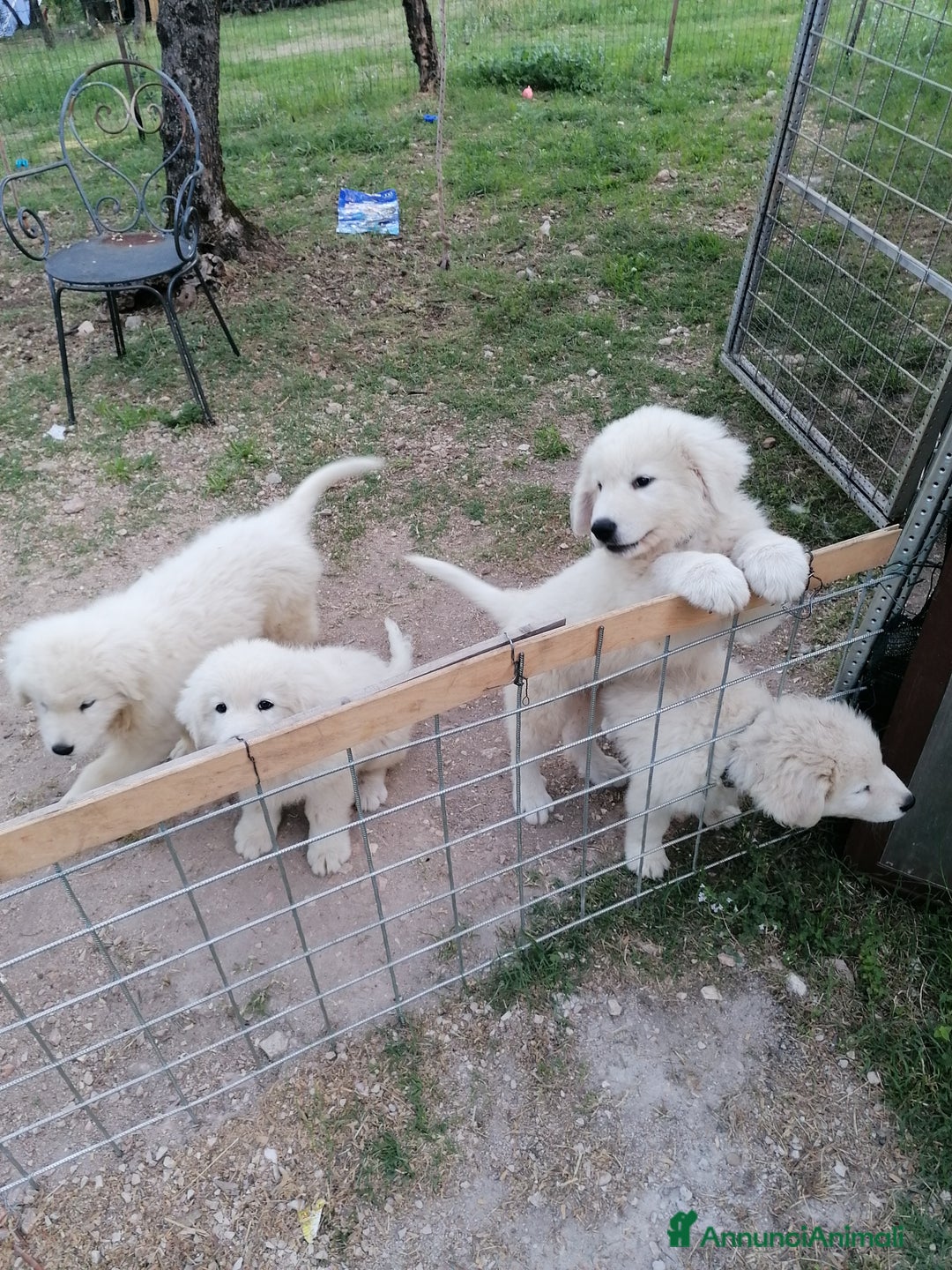 Pastore Maremmano cani in vendita: cuccioli maremmano abruzzese puri - Immagine 4