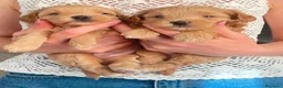 Maltipoo cani in vendita: Cuccioli maltipoo a Provincia di Verona - Annuncio 1