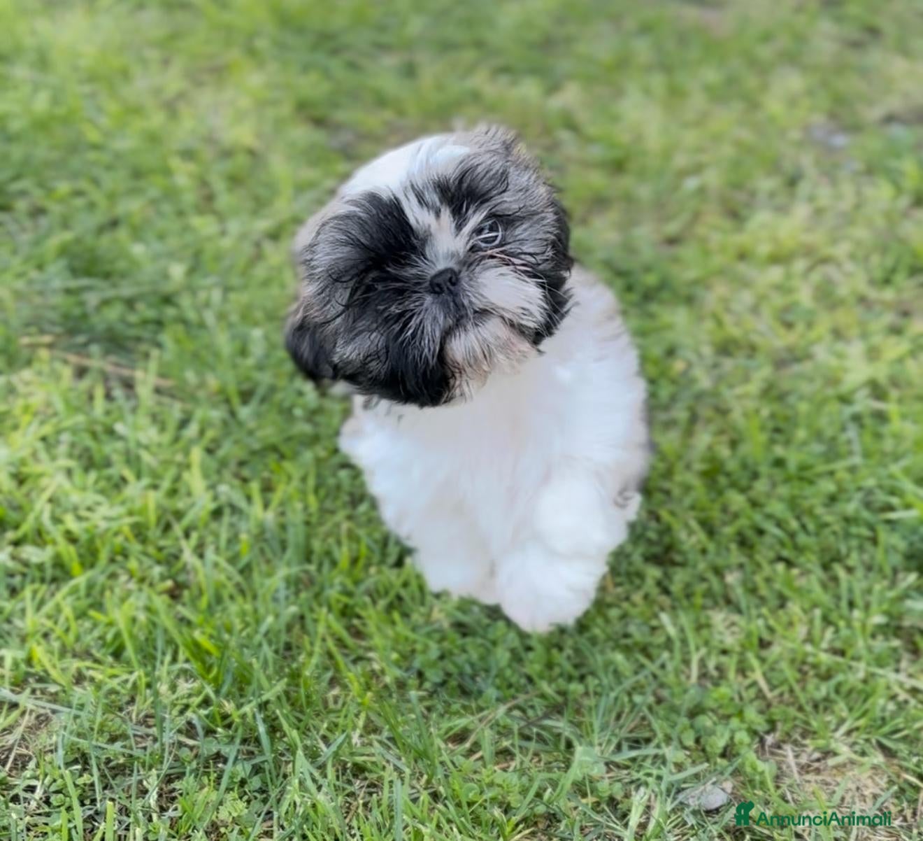 Shih Tzu cani Cuccioli shih tzu con pedigree enci  a Città metropolitana di Roma Capitale - Annuncio 1