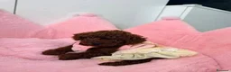 Barboncino Toy cani in vendita: Cuccioli di Barboncino Toy Teddy - Annuncio 13