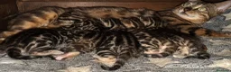 Bengala gatti in vendita: Bengal brown meravigliosi - Annuncio 2