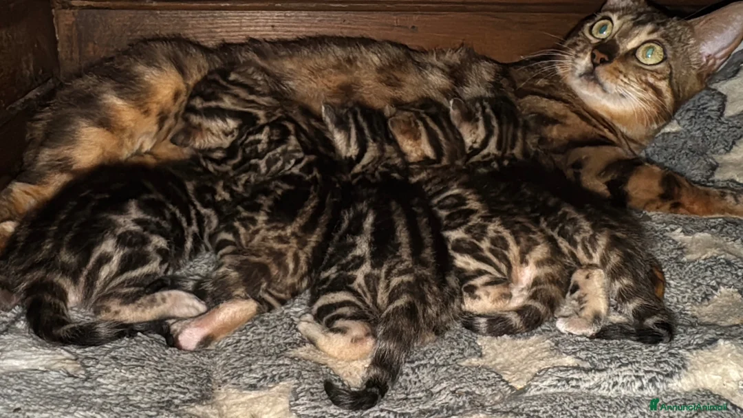 Bengala gatti in vendita: Bengal brown meravigliosi - Annuncio 2