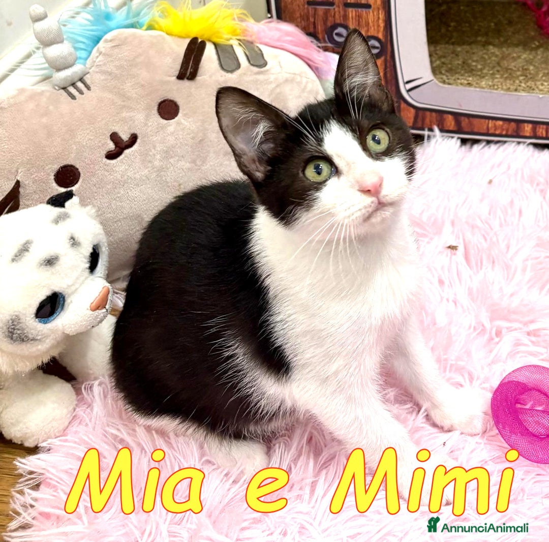 Europeo gatti in regalo: MIMI E MYA - Annuncio 13