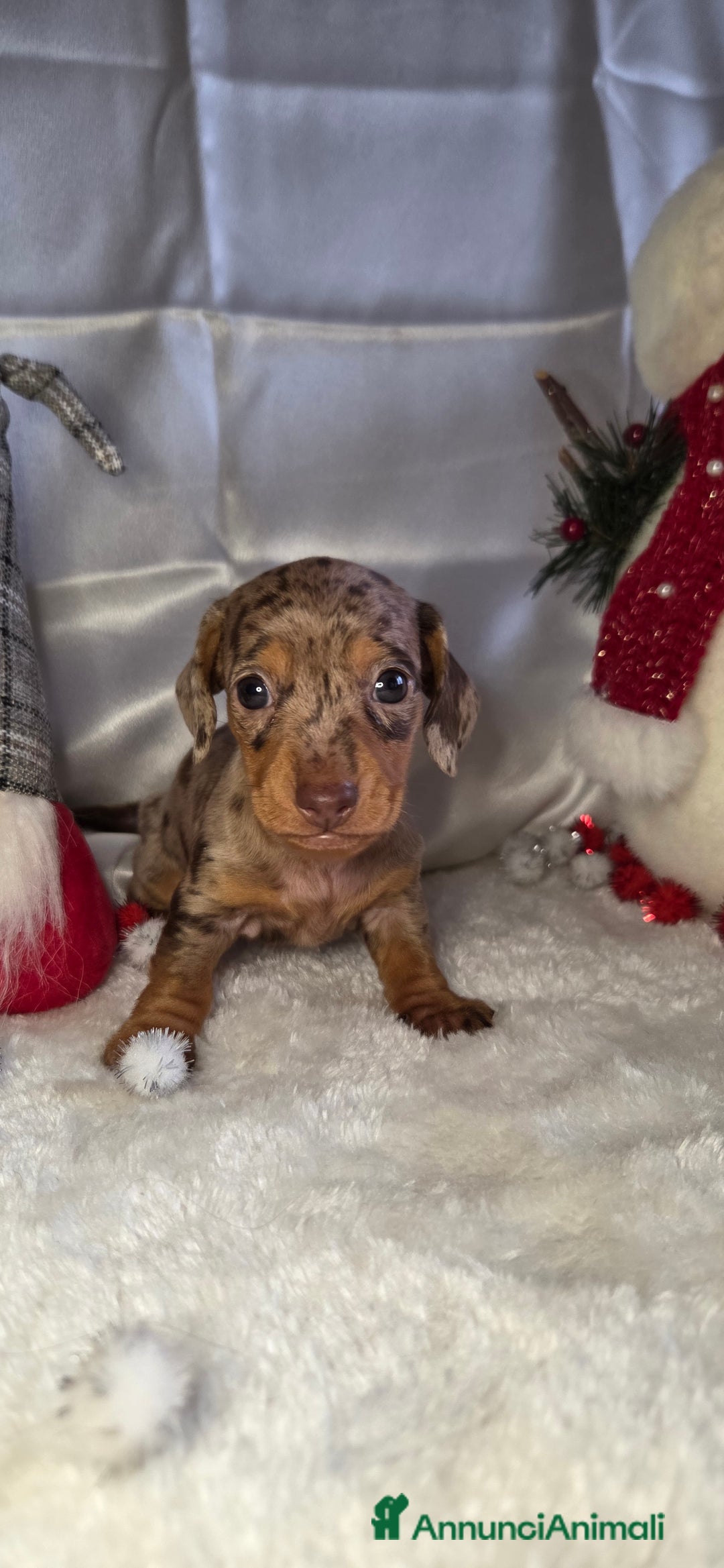 Bassotto cani in vendita: Bassotto maschio arlecchino chocolate - Annuncio 2