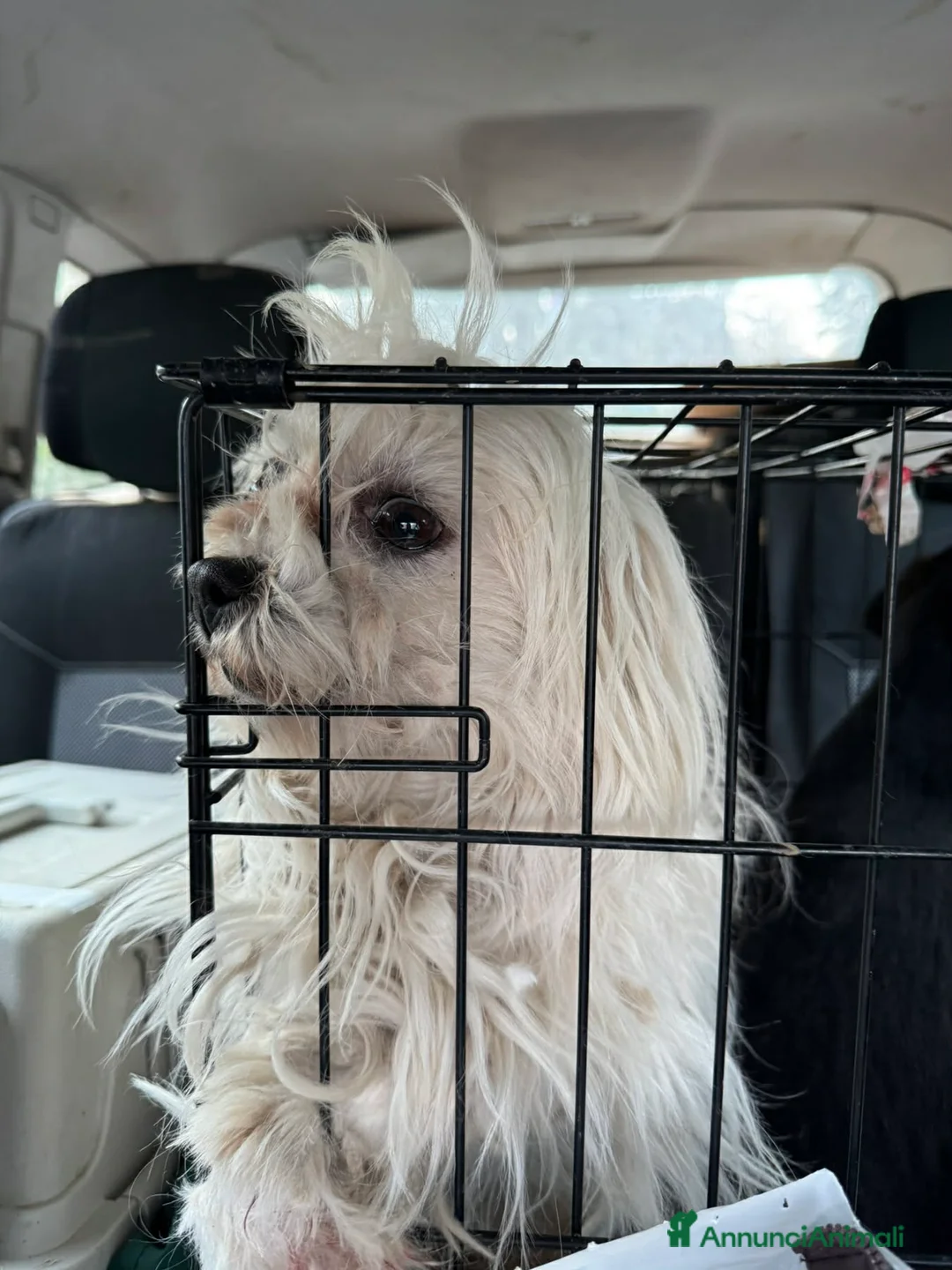 Maltese cani in regalo: LEDA, giovane MALTESE super affettuosa! - Annuncio 2