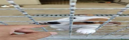 Jack Russell cani in vendita: Splendidi cuccioli di Jack Russell - Annuncio 4